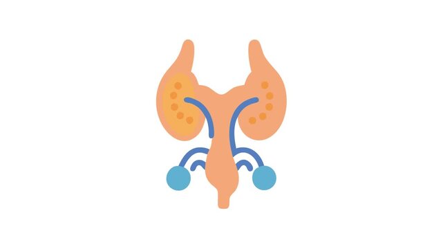 Stylized prostate and urinary system illustration on white backdrop