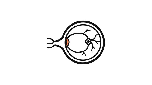 Schematic eye diagram showcasing human eye anatomy and function