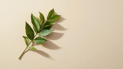 Green leafy branch casting a shadow on a light beige background