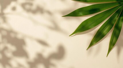 Green leaves casting shadows on a textured beige surface