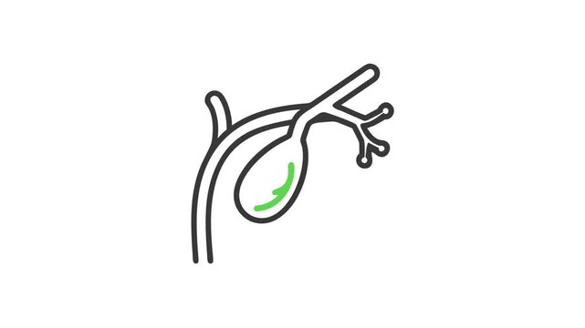 Gallbladder illustration displaying anatomy, physiology and healthcare education