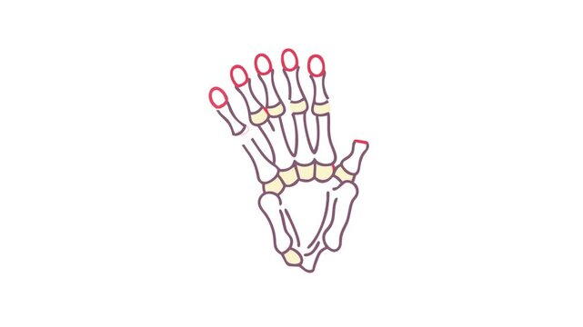 Stylized skeleton hand vector illustration in flat design style
