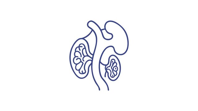 Human Kidney Anatomy Illustration with Bold Lines on white background