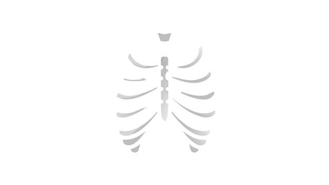 Rib cage illustration against a white background, medical concept