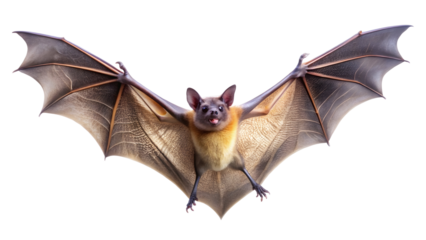 bat isolated on white background