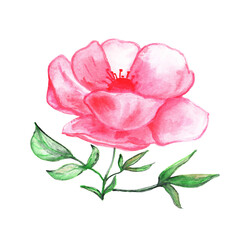 Beautiful bright Watercolor flower. Isolated botanical element in white background. Hand-Drawn pink plant for decorating postcards, posters.