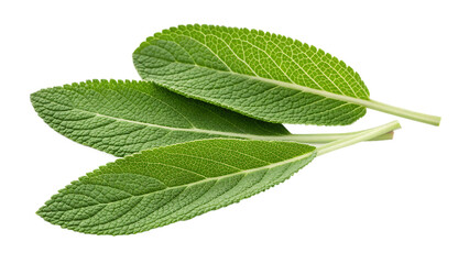 Fototapeta premium Fresh sage leaves isolated on transparent background, a fragrant herb used in cooking and traditional medicine for its flavor
