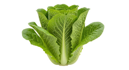 Isolated Romaine lettuce head, fresh crisp leaves arranged together in a healthy whole food