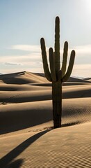 Saguaro Cactus Silhouette in Desert Landscape at Sunset.