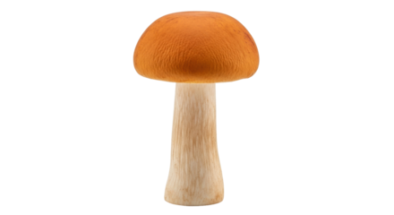 Isolated mushroom with an orange cap and a white stem on no background for stock photos