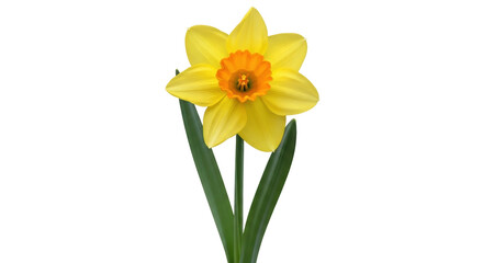 Isolated single yellow daffodil blossom with green leaves for floral design, cut-out