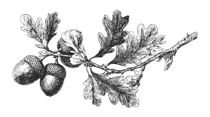 A detailed black and white illustration of an oak branch with leaves and acorns © Pickoloh
