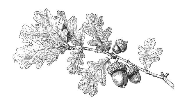 A detailed black and white illustration of an oak branch with leaves and acorns