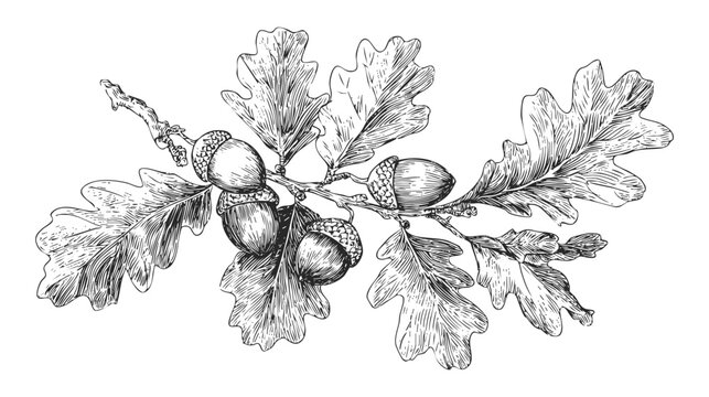 A detailed black and white illustration of an oak branch with leaves and acorns