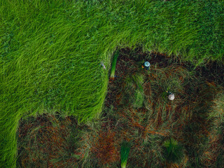 Aerial view of a lush sedge field in Tra Vinh, Vietnam, surrounded by coconut trees. Farmers are harvesting and bundling sedge plants under warm sunlight.