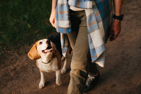 Beagle walking with owner outdoors on a leisure hiking trip