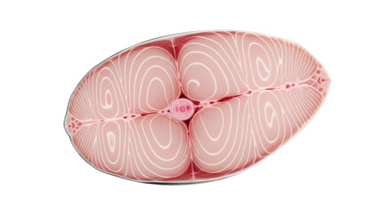 Isolated cross section of swordfish with pink flesh and concentric markings, raw seafood