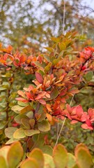 Colorful autumn barberry bush background