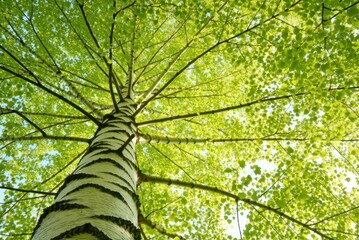 Fototapeta premium Reaching towards the sky a towering tree in a lush forest nature photography bright green environment unique perspective