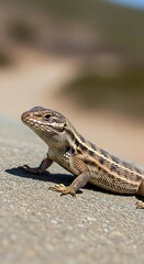 Naklejka premium Lizard basking in the sun, a reptile in its natural habitat.