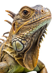 Obraz premium Majestic jamaican iguana closeup portrait detailed scaly skin reptile wildlife animal