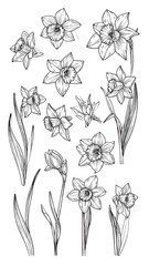 Botanical Line Drawing Daffodils 