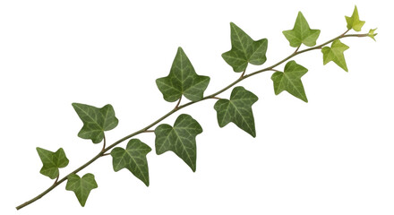 Isolated green ivy branch with leaves, creeper plant natural foliage, nature closeup © Niklas