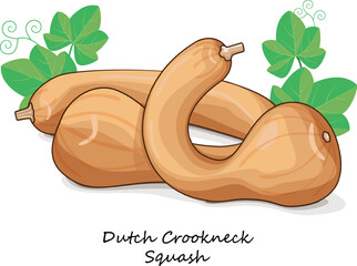 Group of Dutch Crookneck Squash or Pennsylvania Dutch crookneck. Winter squash. Cucurbita moschata. Vegetables. Clip art. Isolated vector illustration