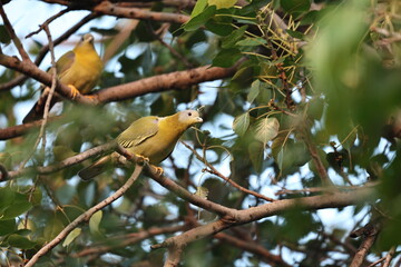 Green Pigeon