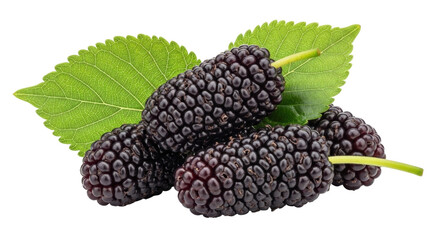 Isolated mulberries with green leaves, healthy summer fruit on a plain surface, still life
