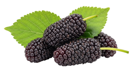 Isolated mulberries with green leaves, healthy summer fruit on a plain surface, still life
