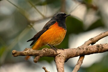 Black Redstart
