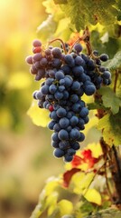 Fototapeta premium dolcetto. Close-up of ripe Dolcetto grapes with morning dew against a soft-focus vineyard in natural sunlight. menu design.