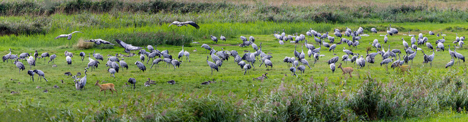 Group of Common Cranes (Grus grus) including juvenile birds resting together with geese and deer near Günzer See (Germany, Mecklenburg-Vorpommern) - Panoramic view