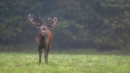 18 point Red deer stag walking and roaring in a plain during the rut  after rain. Cervus elaphus, Sologne, Loiret 45, région Centre Val de Loire, France, European Union, Europe