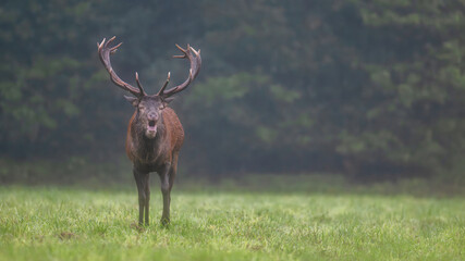 18 point Red deer stag walking and roaring in a plain during the rut after rain. Cervus elaphus, Sologne, Loiret 45, région Centre Val de Loire, France, European Union, Europe