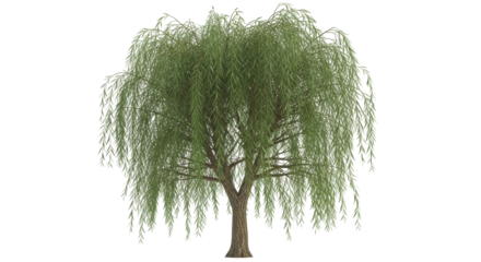 Isolated Weeping Willow Tree, natural landscape element for digital design, isolated subject