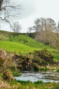 Fotograf&iacute;a de un valle repleto de vacas en Putaruru Blue Spring en Nueva Zelanda.