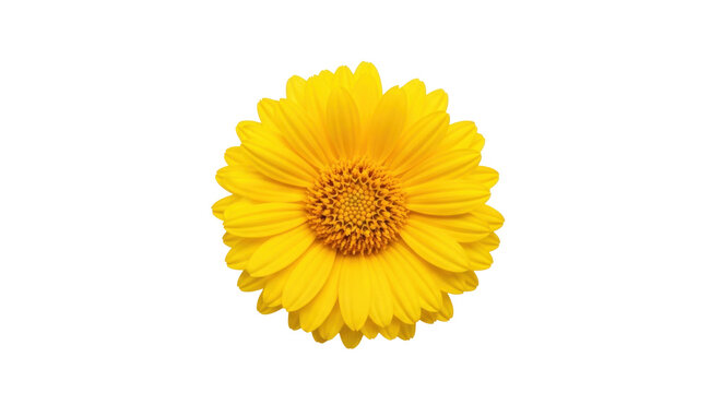 Isolated yellow flower head, close-up, petals, daisy, bright, floral, vibrant, bloom, nature
