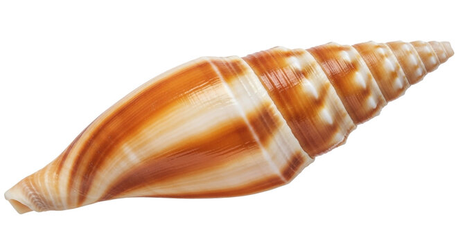 Isolated auger shell on display, marine gastropod mollusk of the Terebridae family, brown bands