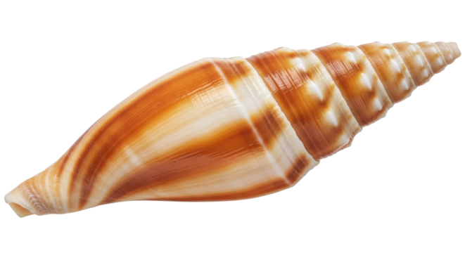 Isolated auger shell on display, marine gastropod mollusk of the Terebridae family, brown bands