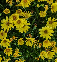 Osteospermum Tradewinds Yellow Improved Daisies