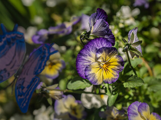 Primrose Picotee Pretty Purple Pansy