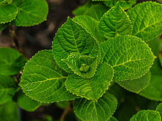 Spring Green Plant Leaves And Shoots