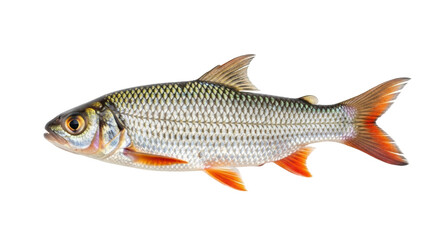 Isolated Roach fish, a freshwater and popular species of cyprinid in European rivers