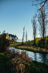 Fotograf&iacute;a de un valle repleto de vacas al lado de Putaruru Blue Spring en Nueva Zelanda.