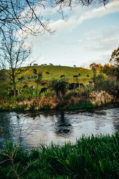 Fotograf&iacute;a de un valle repleto de vacas al lado de Putaruru Blue Spring en Nueva Zelanda.