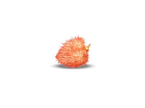 Bixa orellana or achiote single ripe fruits isolated on a white background
