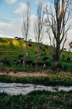 Fotograf&iacute;a de un valle repleto de vacas al lado de Putaruru Blue Spring en Nueva Zelanda.