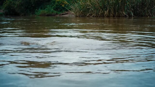 Dolphin swimming in the river with its back visible